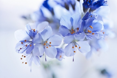 Image white and blue flowers in tilt shift lens