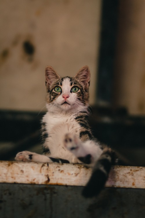 Image white and black cat on brown wooden log