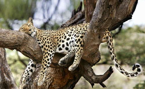 Image leopard on brown tree branch during daytime