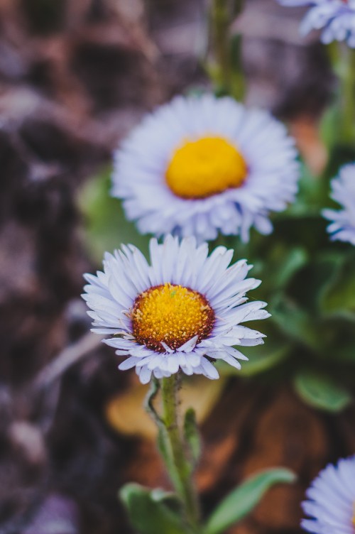 Image white and yellow daisy in bloom during daytime