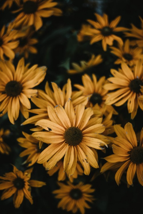 Image yellow and black sunflower field