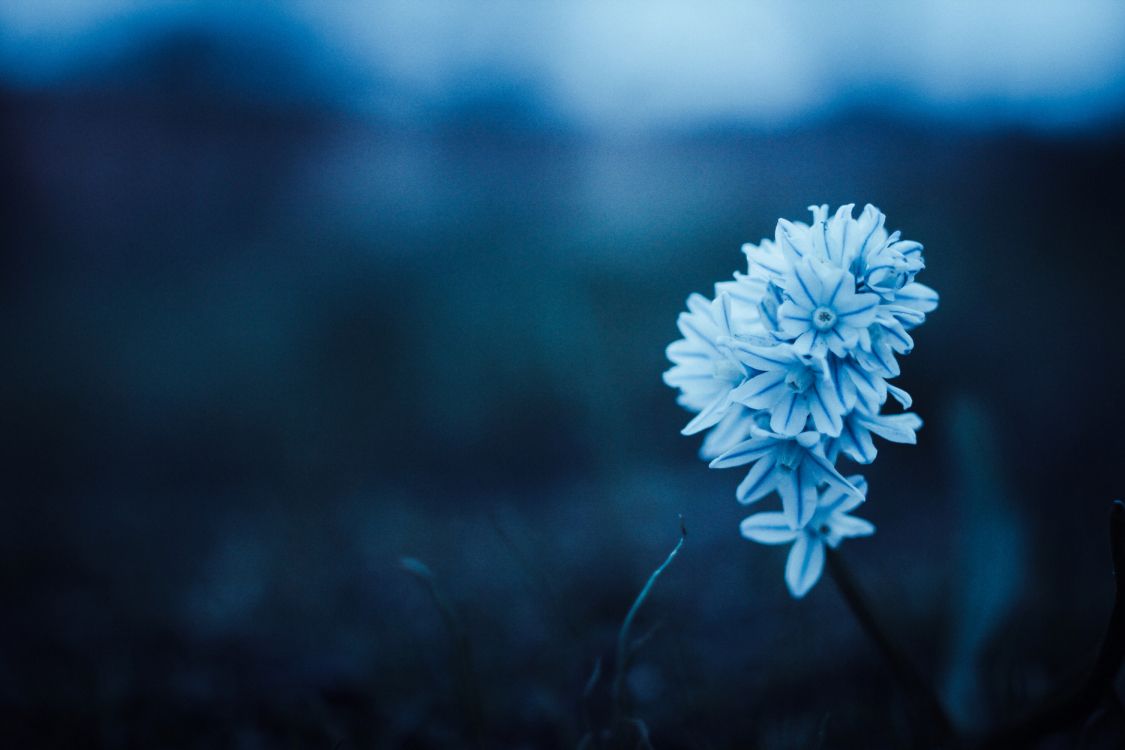 white flower in tilt shift lens