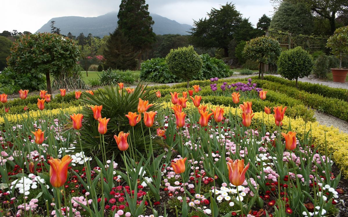 red and white flower field during daytime