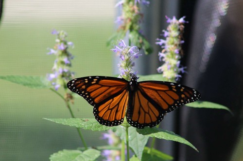 Image monarch butterfly perched on purple flower in close up photography during daytime