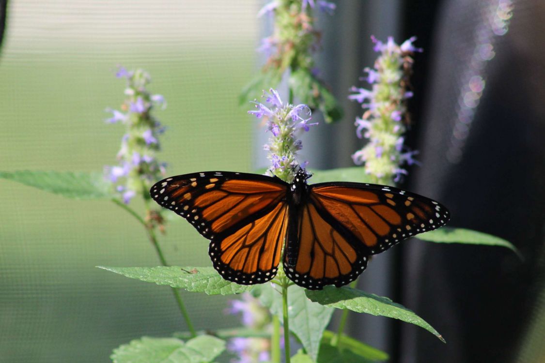 monarch butterfly perched on purple flower in close up photography during daytime