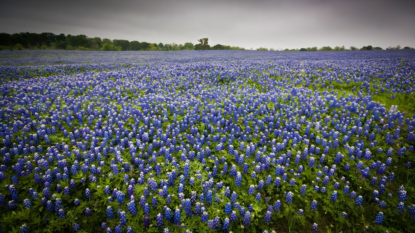 Champ de Fleurs Bleues Sous Ciel Nuageux Pendant la Journée. Wallpaper in 2560x1440 Resolution