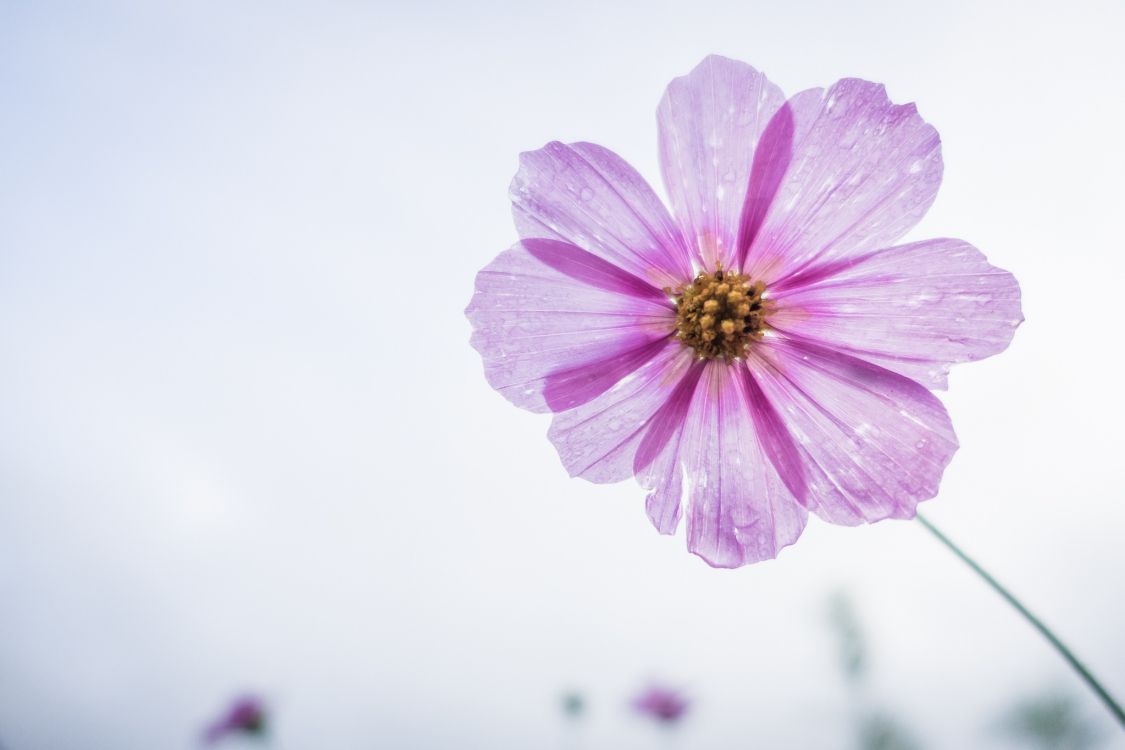 pink flower in tilt shift lens