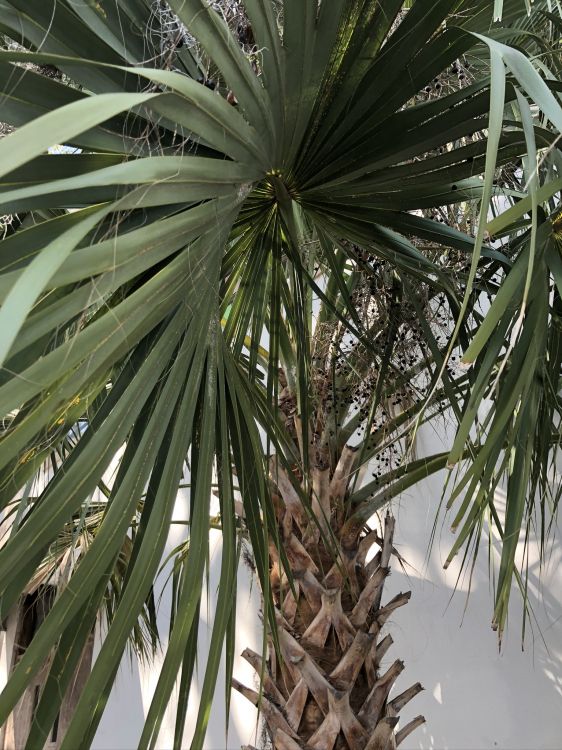 Borassus Flabellifer, Dattelpalme, Vegetation, Blatt, Woody Pflanze. Wallpaper in 1536x2048 Resolution