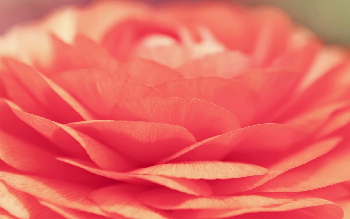 Pink Flower in Macro Lens. Wallpaper in 2560x1600 Resolution
