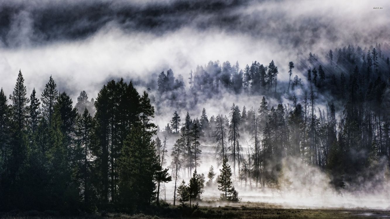 Arbres Verts Sous Des Nuages Blancs. Wallpaper in 2560x1440 Resolution