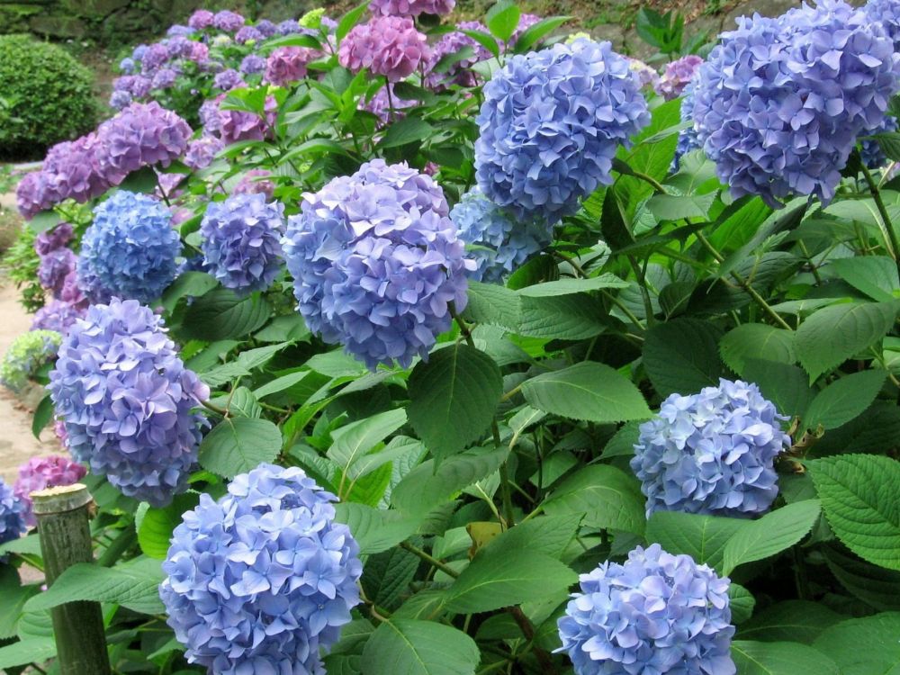 purple and white flowers with green leaves