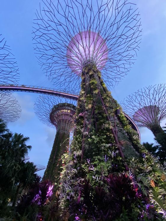 singapore, flower, flowering plant, botanical garden, garden