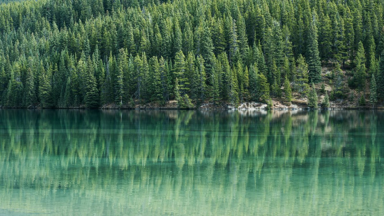 pine trees by water, water, tree, Conifers, tree removal