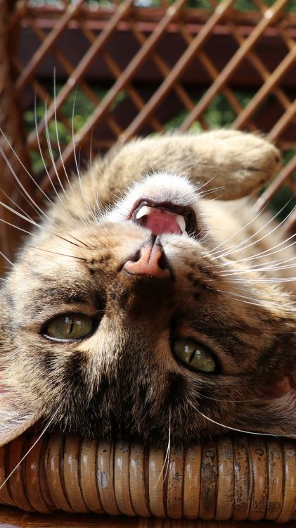 cat, whiskers, snout, felidae, Carnivore