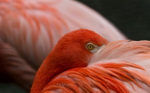 Image pink and white bird feather