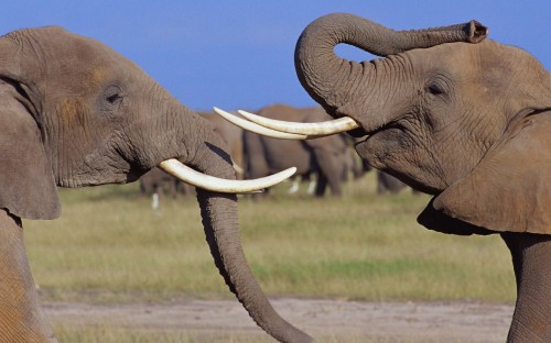 Image elephant walking on green grass field during daytime