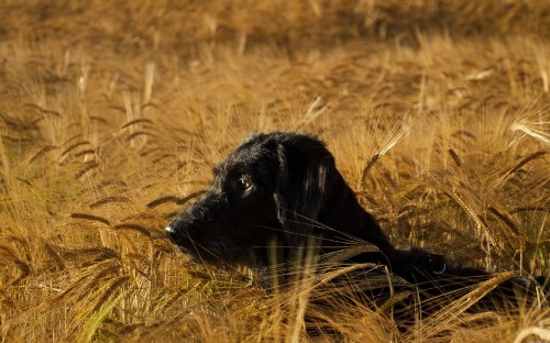 Image black short coat large dog lying on brown grass field during daytime