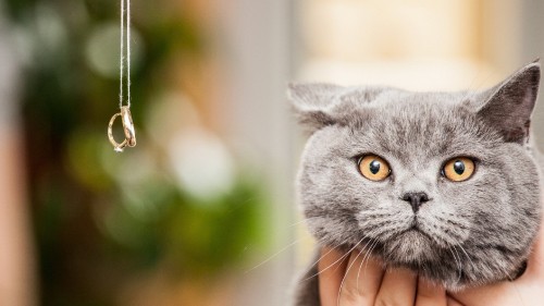 Image russian blue cat on persons hand