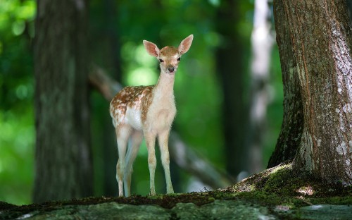 Image brown and white deer on black rock