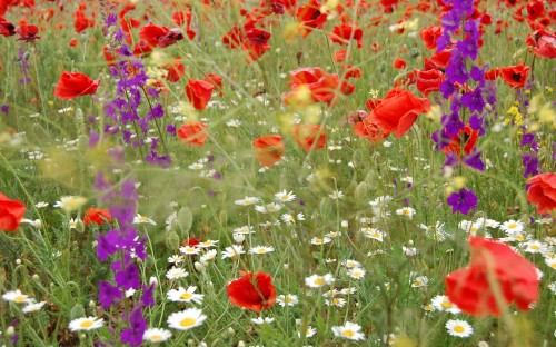 Image red flowers with purple flowers