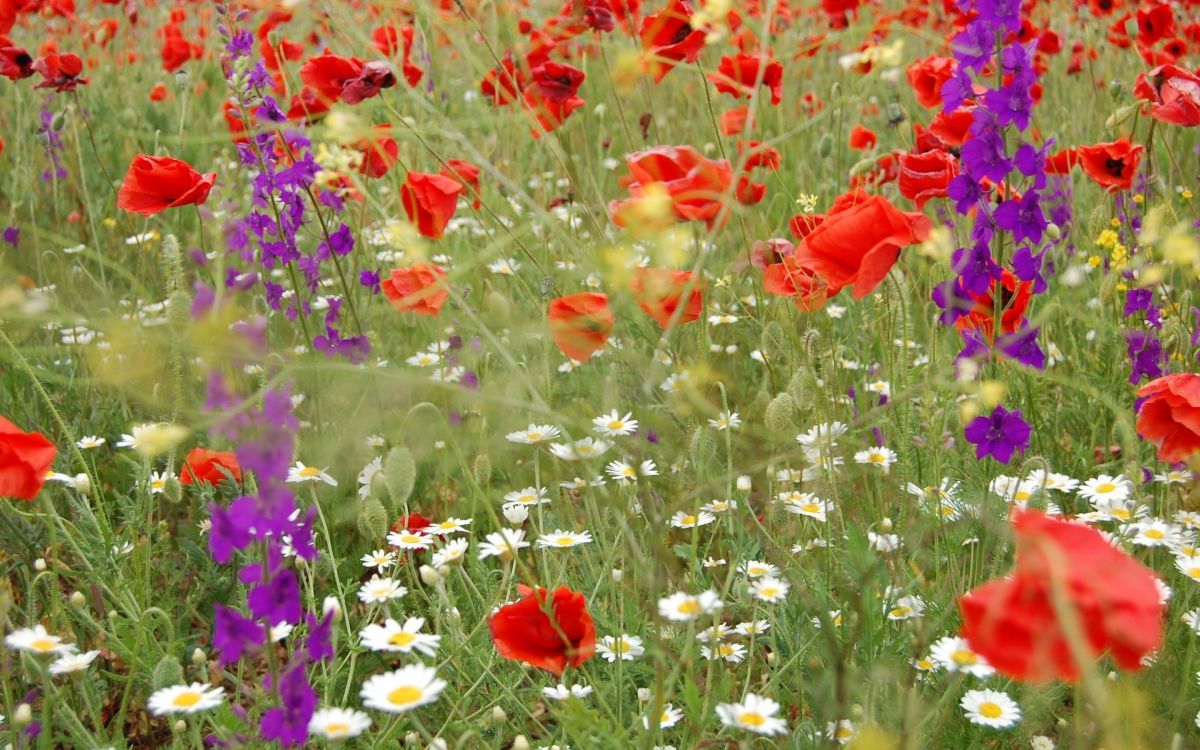 red flowers with purple flowers