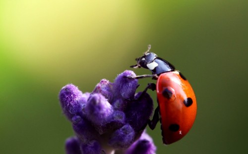 Image red ladybug perched on purple flower in close up photography during daytime