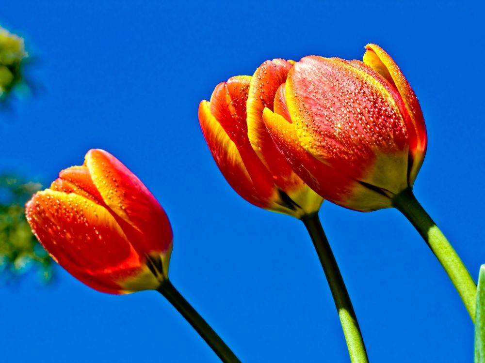 Rote Und Gelbe Blütenknospe. Wallpaper in 2048x1536 Resolution