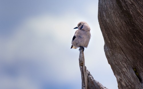 Image brown bird perched on brown tree branch