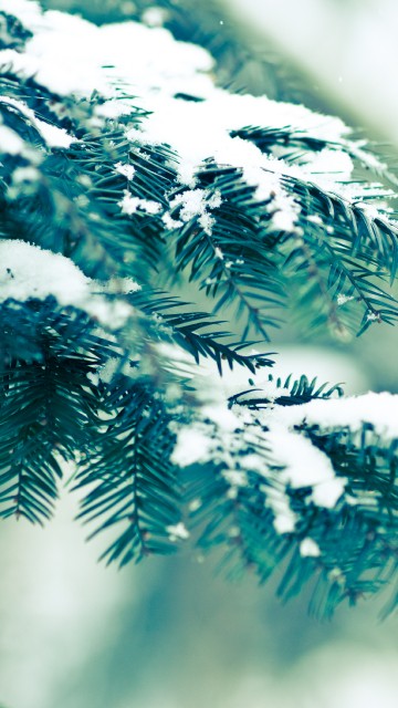 winter solstice phone wallpaper