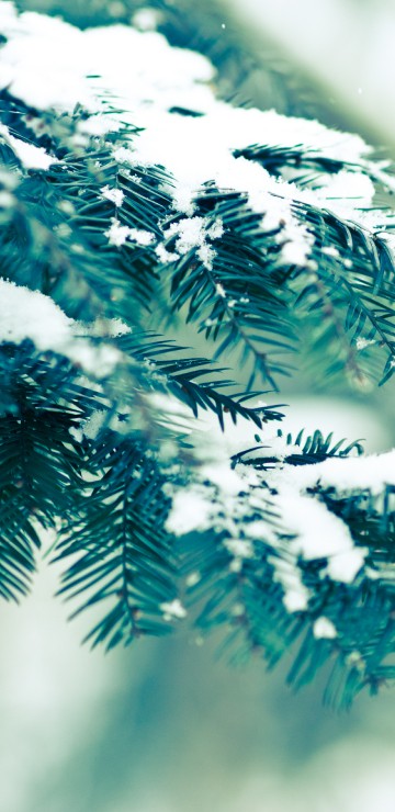 Image green pine tree covered with snow