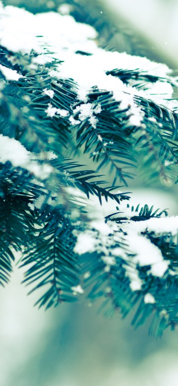Image green pine tree covered with snow