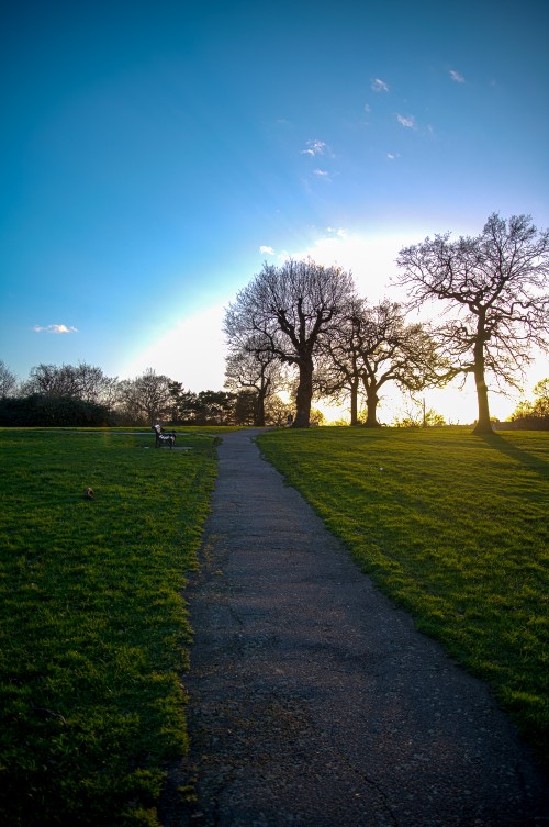 Image nature, natural landscape, green, tree, grass