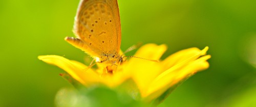 Image brown butterfly on yellow flower