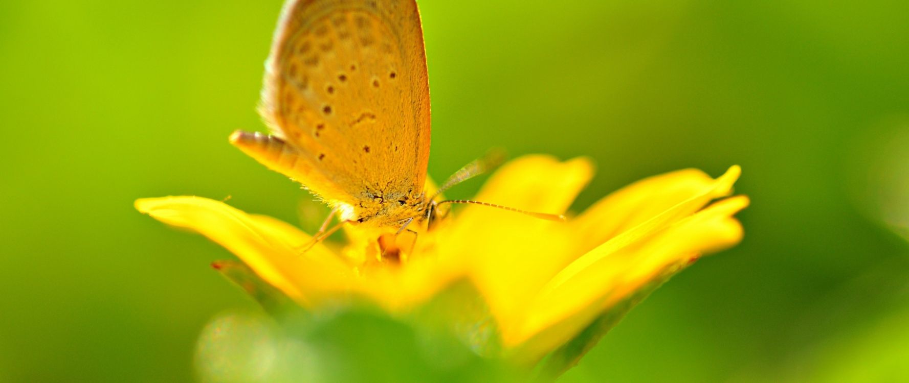 Papillon Brun Sur Fleur Jaune. Wallpaper in 2560x1080 Resolution