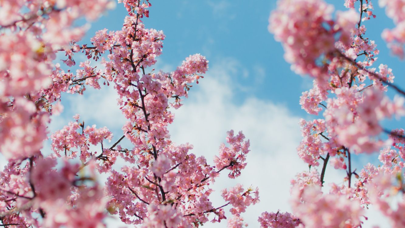 Pink cherry blossom under blue sky during daytime photo – Free