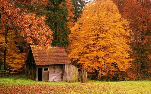 Image brown wooden house near brown and yellow trees during daytime