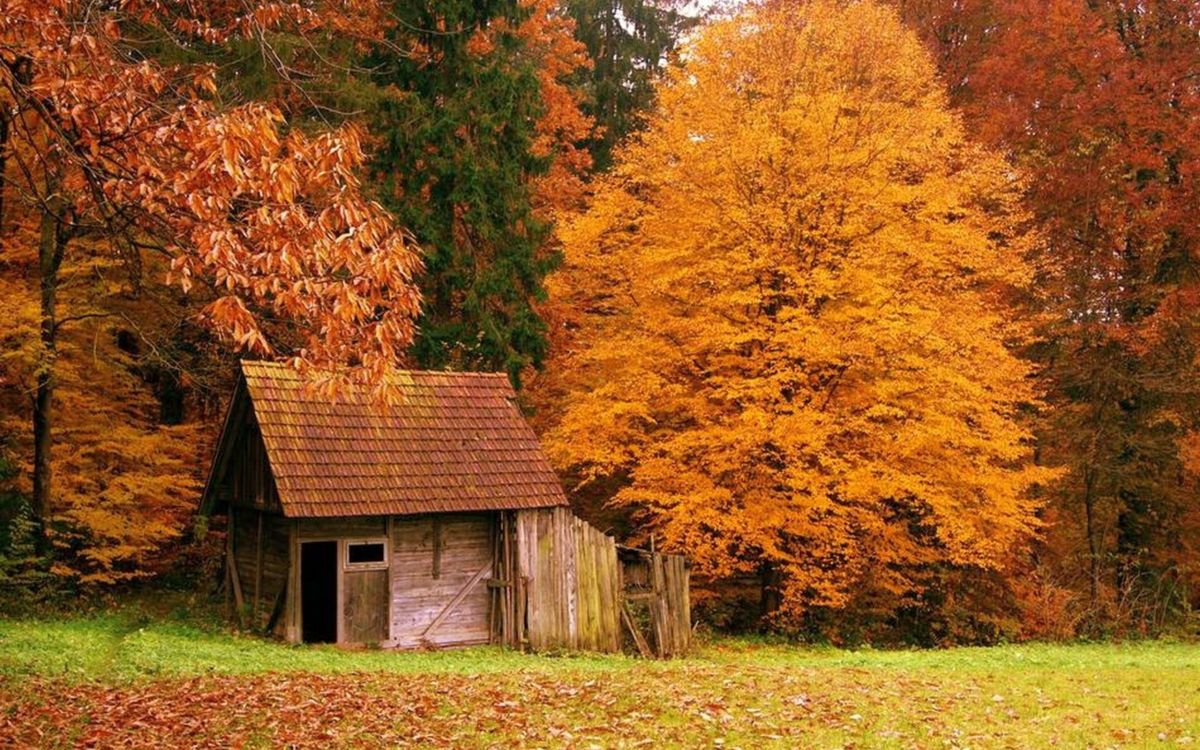 brown wooden house near brown and yellow trees during daytime