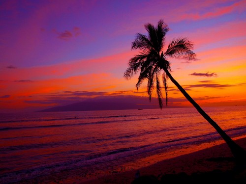 Image palm tree on beach during sunset