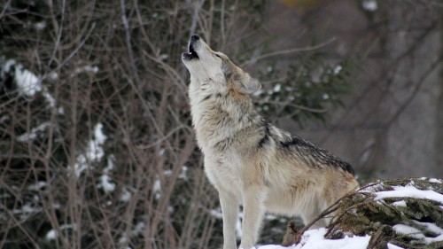 Image white wolf on snow covered ground during daytime