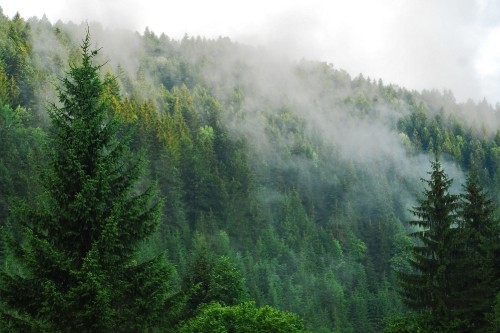 Image green trees on mountain during daytime