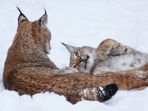 Image brown and white cat lying on snow covered ground