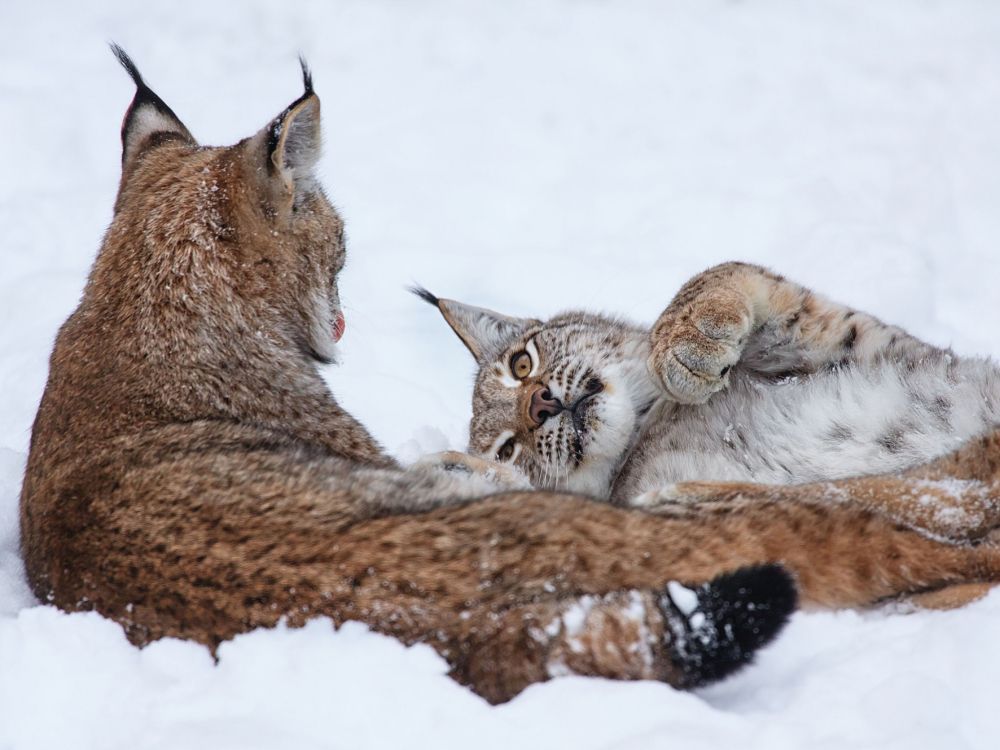 brown and white cat lying on snow covered ground