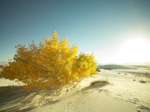 Image green tree on white sand during daytime