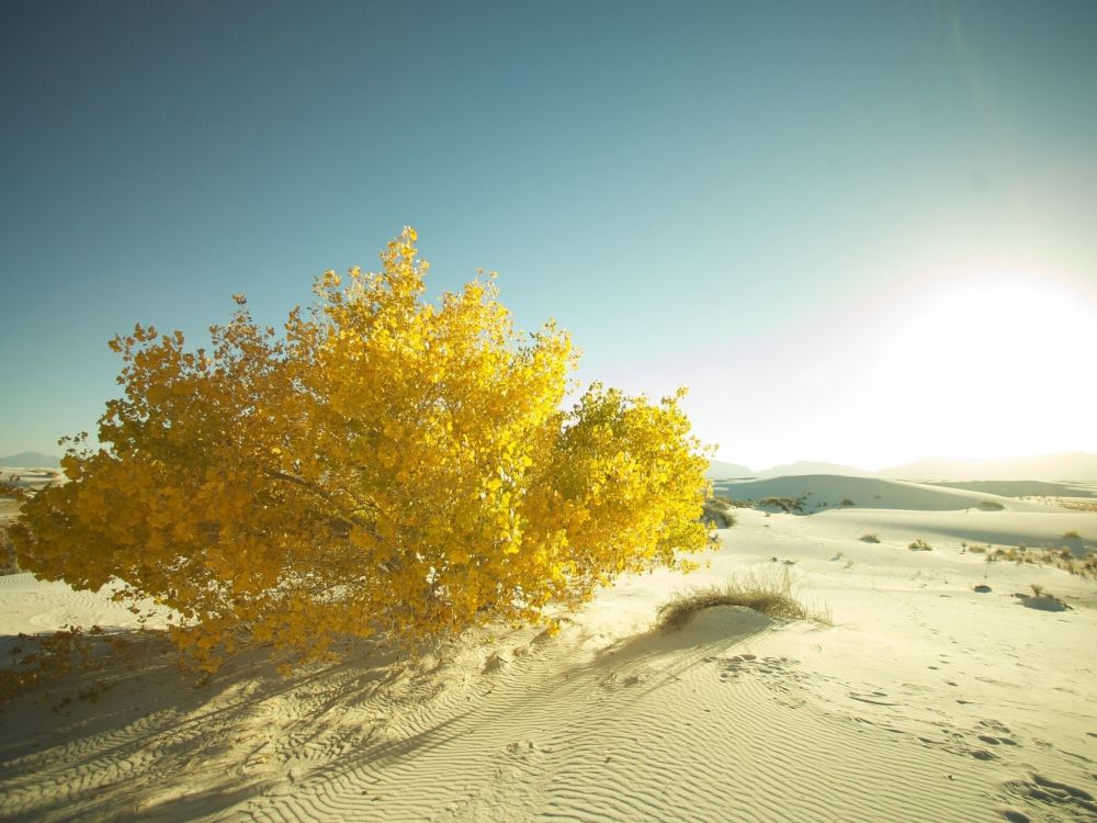 green tree on white sand during daytime