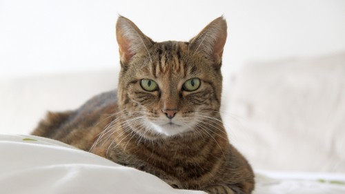 Image brown tabby cat on white textile