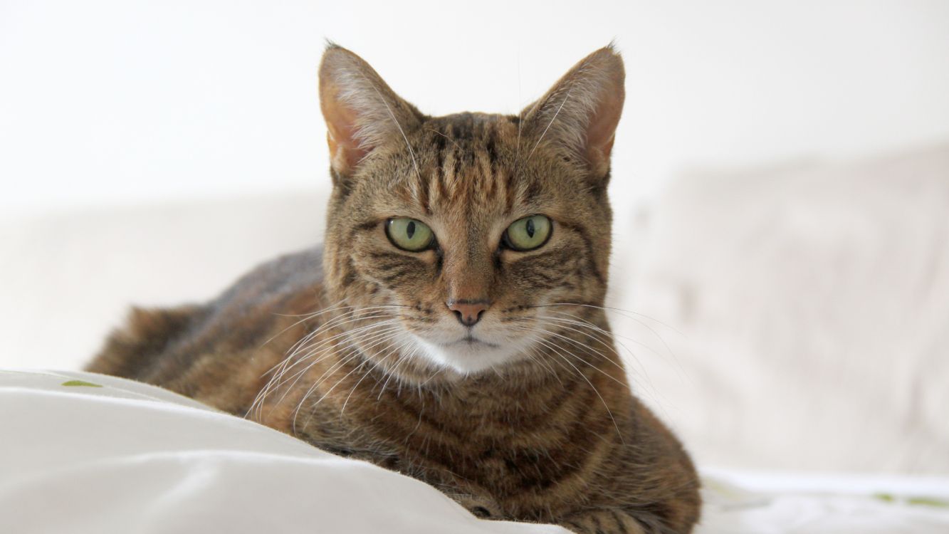 brown tabby cat on white textile