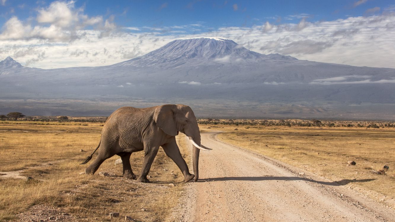 Elefanten Gehen Tagsüber Auf Der Straße. Wallpaper in 3840x2160 Resolution
