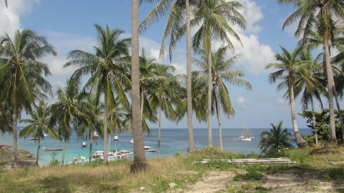 Image green palm trees near body of water during daytime