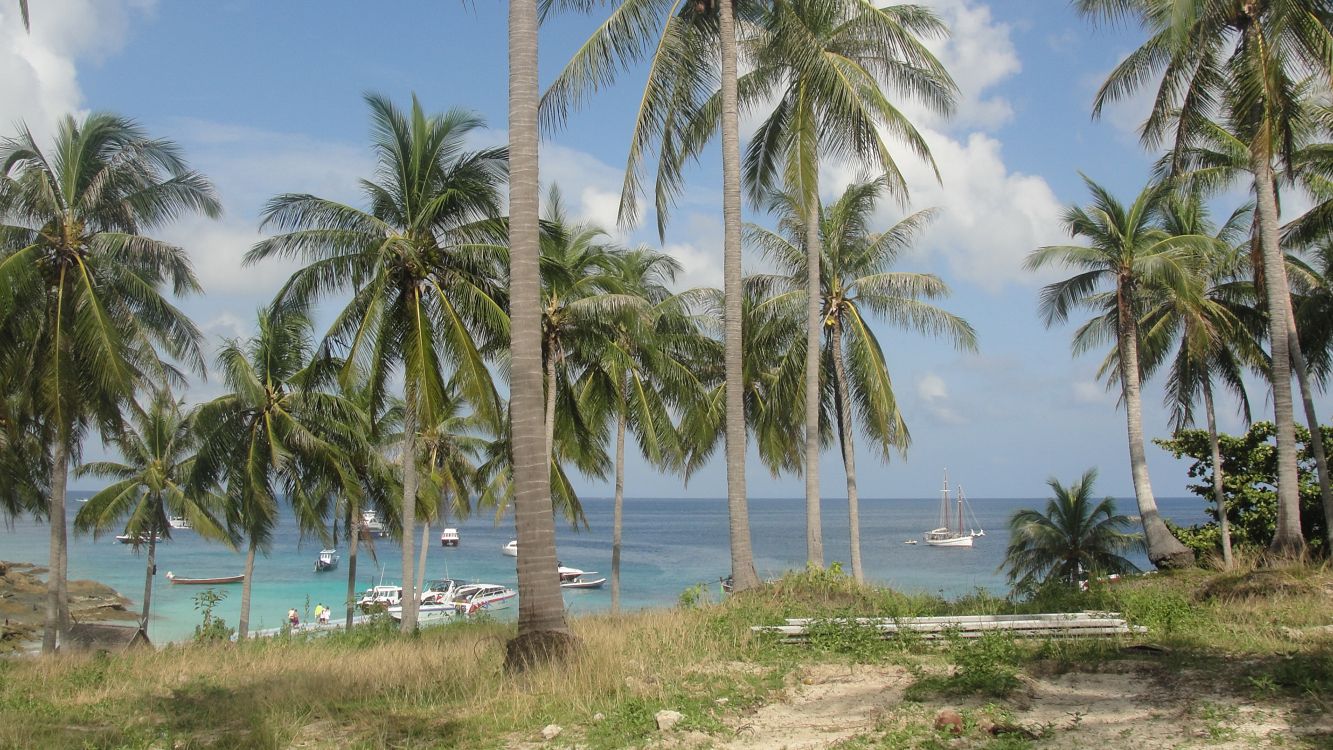 green palm trees near body of water during daytime