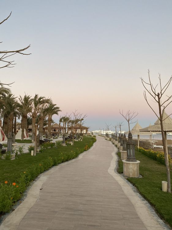 palm trees, road, plant, infrastructure, water